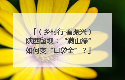 （乡村行·看振兴）陕西留坝：“满山绿”如何变“口袋金”？